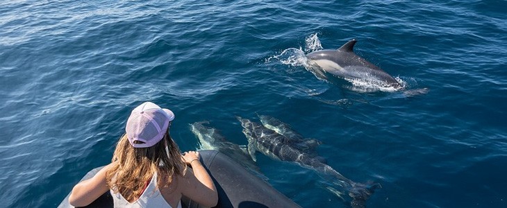 Excursion en mer pour observer les dauphins - Saint-Jean-de-Luz