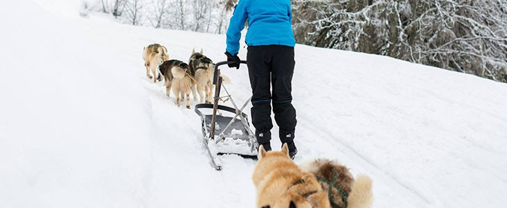 randonnee-chiens-traineaux-abondance-haute-savoie-2