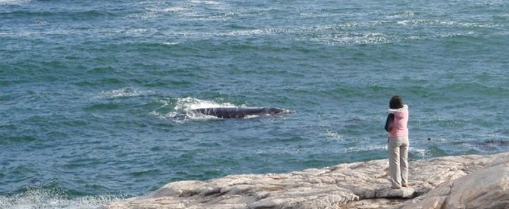 Observation De Baleines Au Cap En Afrique Du Sud