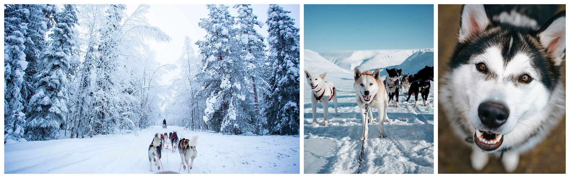 meilleur chiens de traineaux