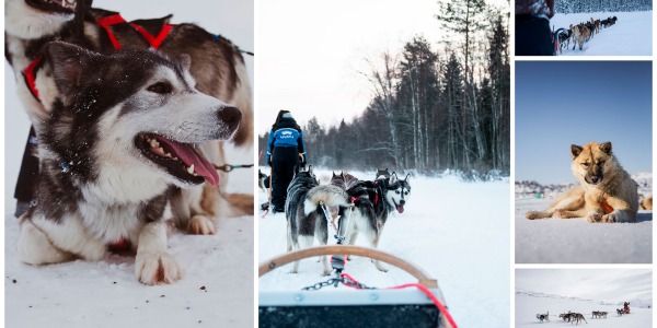 Le meilleur chien de traineaux