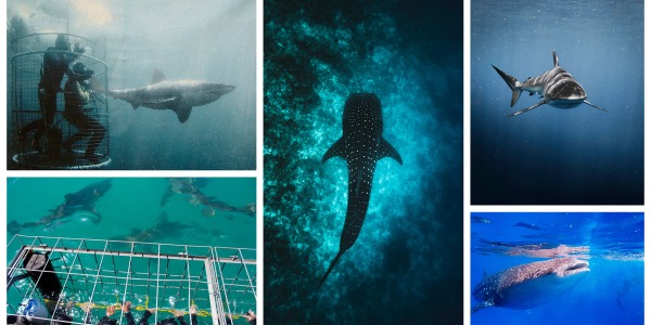 Nager avec les requins: une expérience hors-norme 