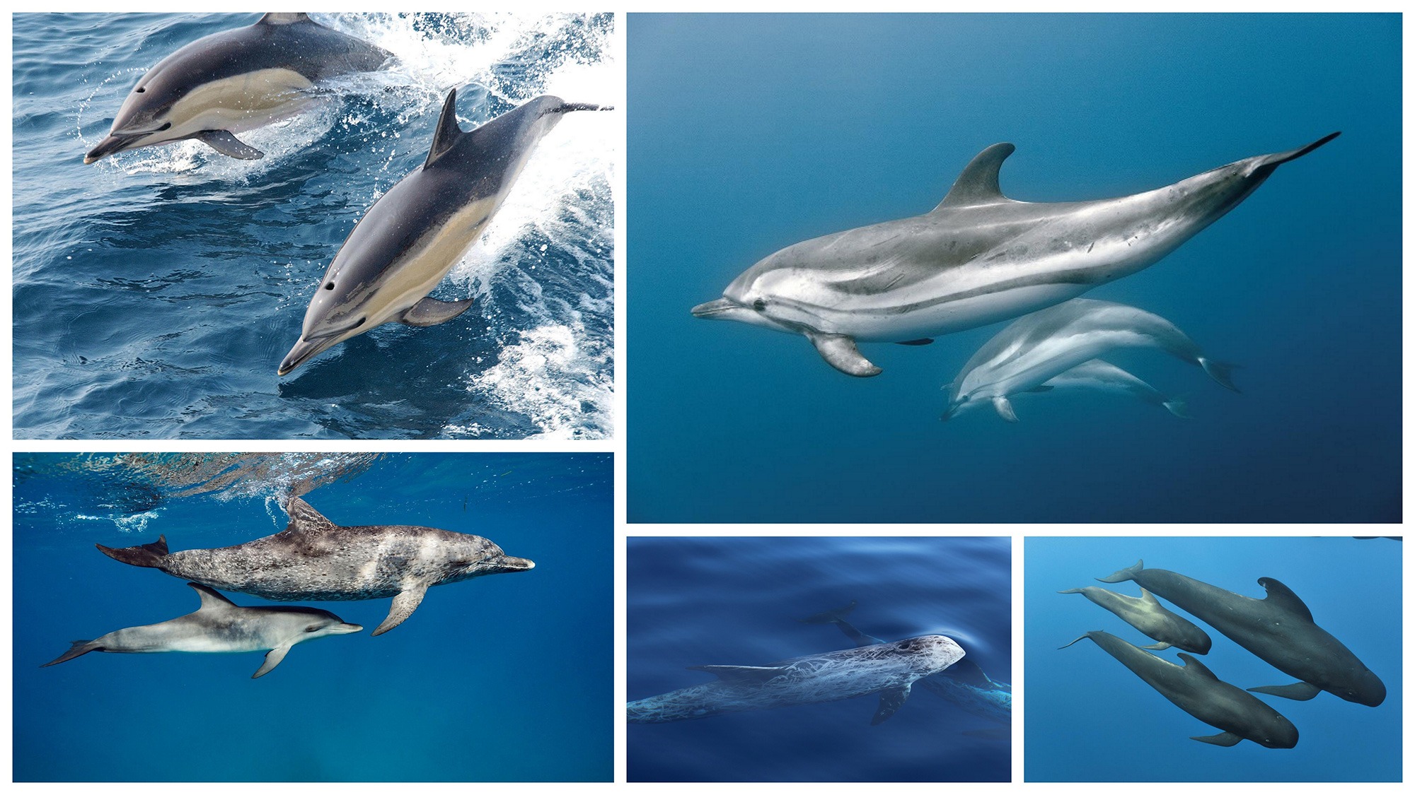 Les dauphins de Méditerranée