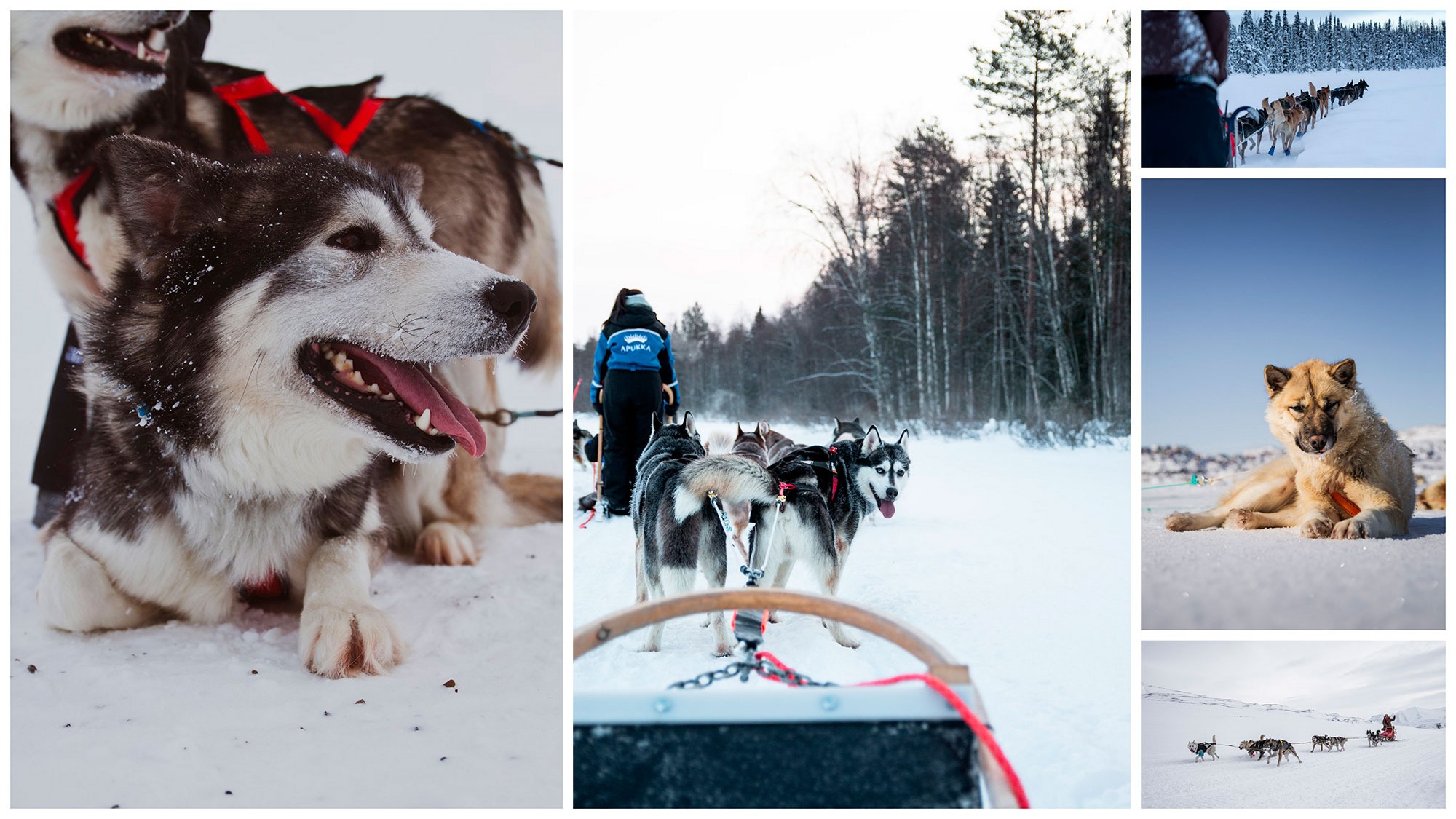 Le meilleur chien de traineaux